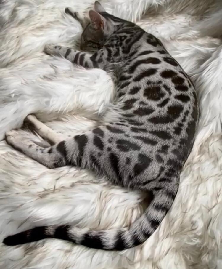 silver bengal cats
